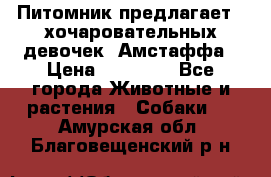 Питомник предлагает 2-хочаровательных девочек  Амстаффа › Цена ­ 25 000 - Все города Животные и растения » Собаки   . Амурская обл.,Благовещенский р-н